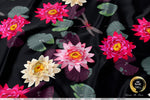 Flowers Apparel Fabric 3Meters+, 9 Designs | 8 Fabrics Option | Fabric By the Yard | D20152
